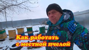МОЙ МЕТОД ПЧЕЛОВОДСТВА С МЕСТНОЙ РОЕВОЙ ПЧЕЛОЙ.