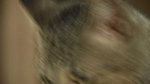 Ищу тебя, хозяин