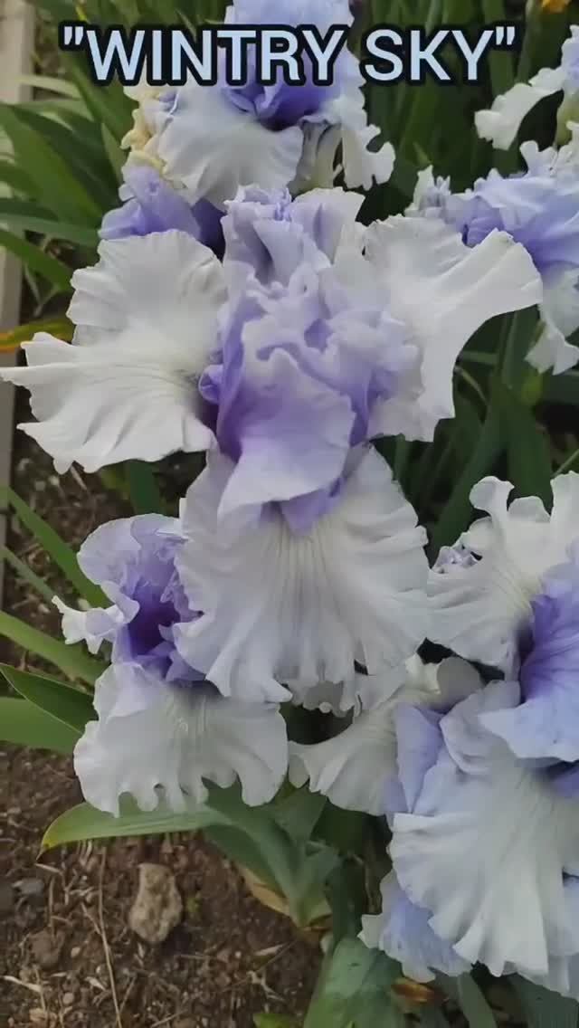 ирис 'WINTRY SKY'