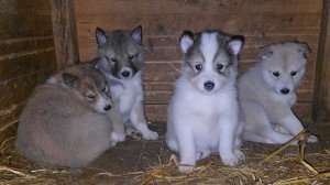 Щенки теперь одни