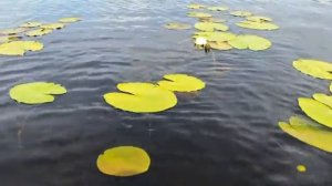 РОДИМЫЙ КРАЙ - музыка Павел Ружицкий @PavelRuzhitsky_Music