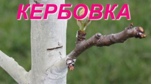 Нужна ли кербовка в Сибири?