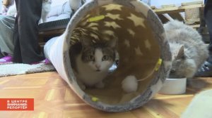 Кошачий приют / В центре внимания: Репортёр