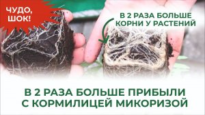 Корни, которые вас поразят! Кормилица Микориза в действии