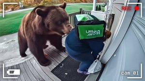 КУРЬЕРЫ ПРОТИВ ЖИВОТНЫХ. КОГДА ВСЁ ПОШЛО НЕ ПО ПЛАНУ