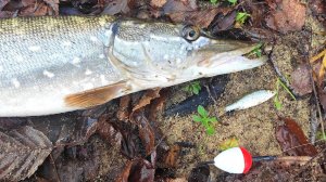 ЩУЧИЙ ДЕНЬ. ПОПЛАВОЧНАЯ СНАСТЬ для ловли хищника. Рыбалка на живца.