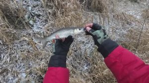 Голавль в Декабре!