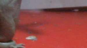 Новый титан