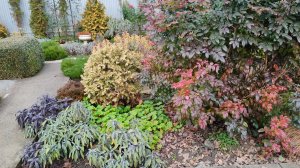 Зимние цветы и краски южного сада. Сравним тую Даника и ель Карел 03.12.2025 г.Пятигорск