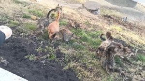 Санаторий Якты-Куль ♥️ День четвертый. Бассейн и котята.