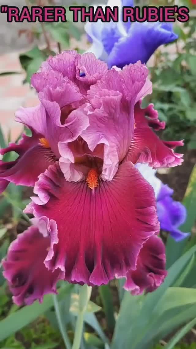 ирис 'Rarer Than Rubies' (B. Blyth, 2006)