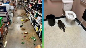 Енот разгромил винный магазин в США и был пойман напившимся алкоголя до отключки