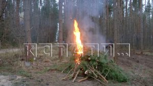 Вырубка леса на продажу под видом санитарной чистки проводится в Дальнеконстантиновском районе