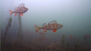 Рыбалка со льда  на СПОРТИВНОГО ОКУНЯ 2025-26. Подводная съёмка рыбалки .