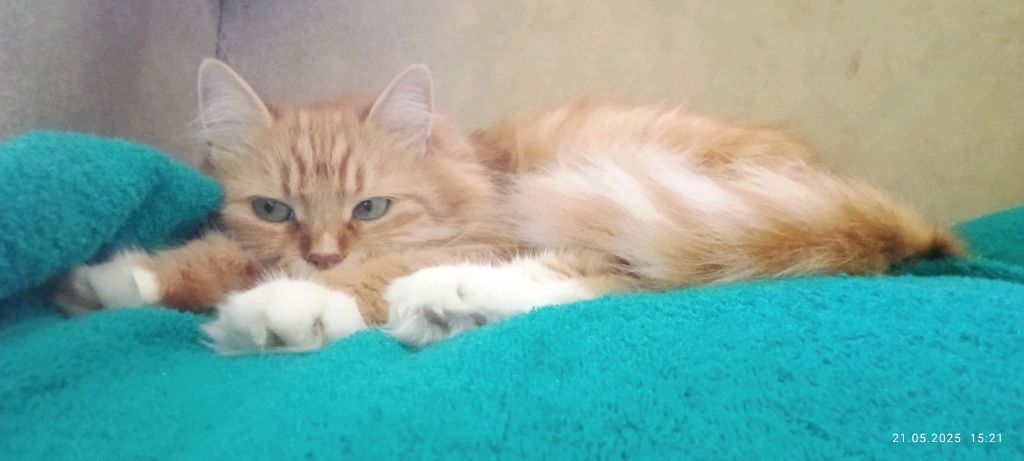 стрим смотреть онлайн