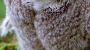 Колыбельная Совёнка