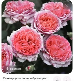 😭Вы лучшие
Ну я хочу получить серебряную кнопку пожалуйста подпишитесь❤️