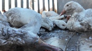 Массовая гибель домашней птицы зафиксирована в Северо-Казахстанской области