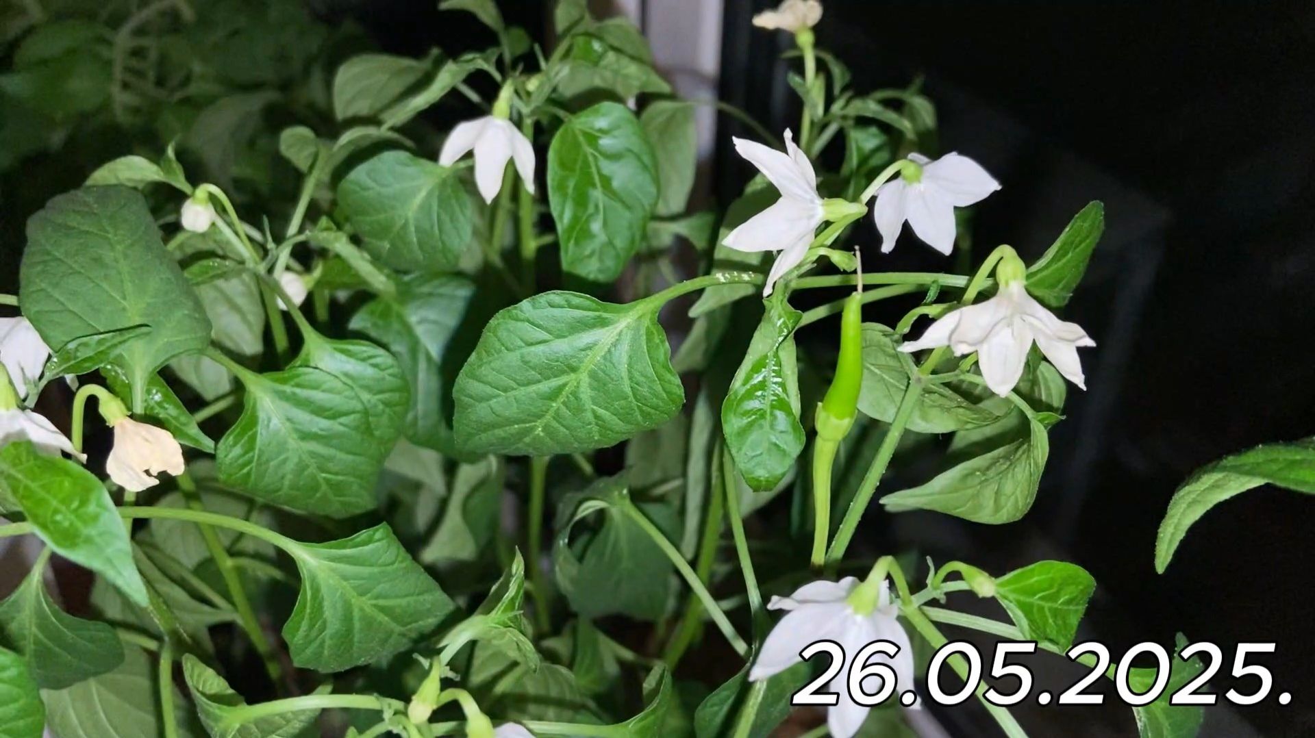 2025. "Рассада просится на волю!" 26.05.2025.