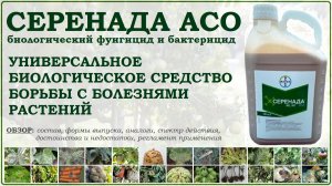 Серанада АСО - универсальное биологическое средство борьбы с болезнями растений. Обзор биофунгицида