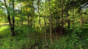 (Не)Чужая семья.