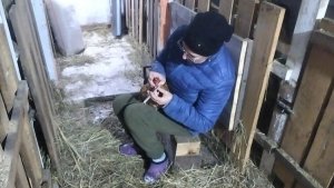 04-12-2025 Лечение курицы продолжается / решила проростить горох / козы сегодня сидели дома.