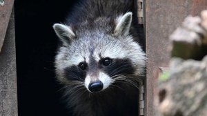 Пьяный енот устроил погром в винно-водочном магазине и уснул в туалете