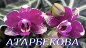 №1147/ ОРХИДЕИ в с/ц на АТАРБЕКОВА