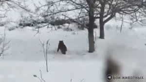 Захватывающая погоня рыси за белкой #shorts