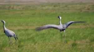 Журавли в степи