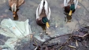 #кормим наши красотулечек уточек