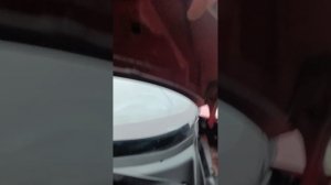 основательный показ жука