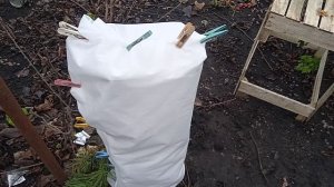 Как укрыть хурму на зиму