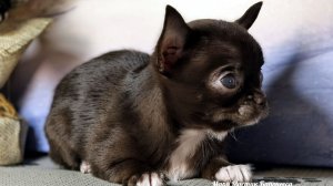 Мини Баронесса вес в 2 месяца 650 грамм 04/12/25 #купитьщенкачихуахуапродаю +79215950848