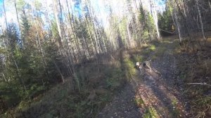 Русская гончая Побудка (Стрелка) (3,5 года). Охота на зайца беляка. Мой первый заяц в сезоне 2025