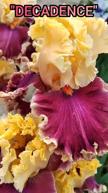 ирис 'DECADENCE'