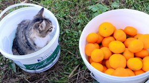 32) На зиму в Абхазию-4. Мандарины , Тимоша и богомол