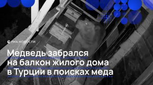 Медведь забрался на балкон жилого дома в Турции в поисках меда