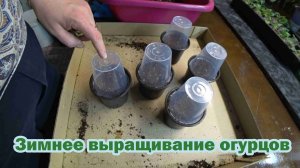 Сеем огурцы в зимнем огородике