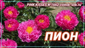 Пион "PINK KISSES"/Сад Ворошиловой