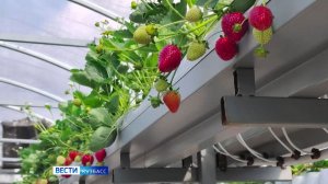 Фермер из Прокопьевского округа планирует выращивать до 2 тонн клубники в год