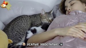 Котята и щенята 🐈🐶 Кошки и собаки 🤗 Милое видео про животных (13)
