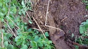 18. Металлокоп с Quest X5. Часть 1. Выезд в заброшенную деревню. Поиск вокруг фермы.