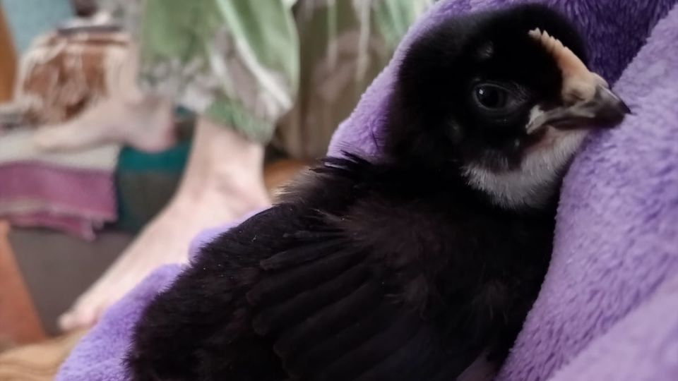 Пополнение в нашем хозяйстве