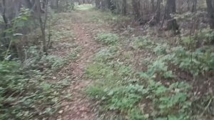 ЛЮСЯ ЧЕБОТИНА. **НЕ МОЁ**.СУПЕР.ГДЕ ТО БРОЖУ ПО ЛЕСУ. И ЕЩЁ ПОД НОГАМИ ГРИБЫ. ЕСЛИ МОЁ ТО И БУДЕТ ..