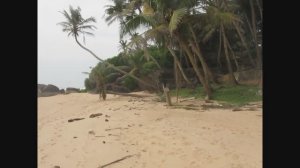 КАК КОКОС БОРЕТСЯ ЗА ЖИЗНЬ