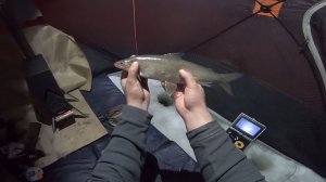 Зимняя рыбалка. Ловля сига на удочку.