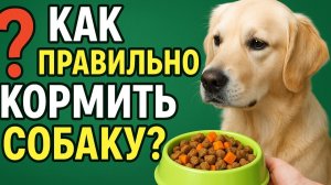 Как правильно кормить собаку?