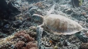 Мир Черепахи : Удивительные животные