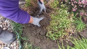 Выкопала и занесла в дом Альтернантеру -это комнатный цветок.